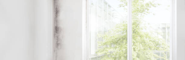 Mold Odor Removal Services in Mcsherrystown, PA