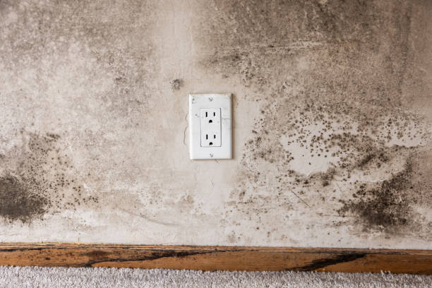 Best Mold Remediation for Healthcare Facilities  in Mcsherrystown, PA